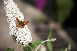 Bloomtasticc